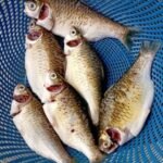 Farmed Sorputi Fish(Ready-to-Cook)