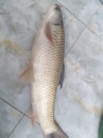 Mrigel Fish (1.5kg). - Image 2
