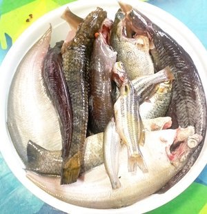 N-1.jpg Biler Mixed Fish(Ready-to-Cook) - Image 1
