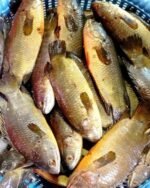 Deshi Koi(Ready-to-Cook) - Image 3