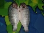 Farmed Telapiya 1pcs.(1kg). - Image 2