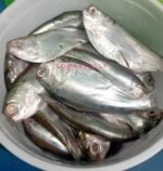 River Chapila(Ready-to-Cook) - Image 3