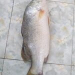 River Koral Fish(2kg).