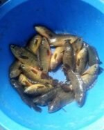 Deshi Koi(Ready-to-Cook) - Image 5