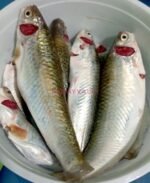 River Tatkini(Ready-to-Cook) - Image 2