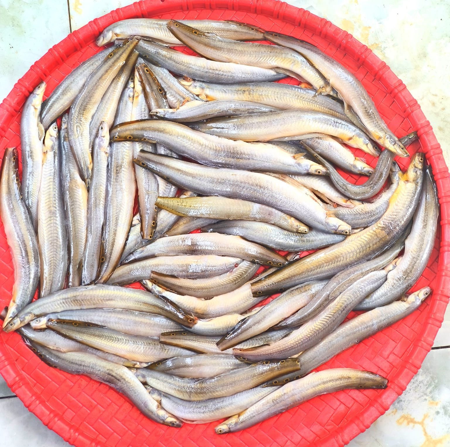 Star-Baimafproc1kg.jpg Star Baim Premium Size (Ready-to-Cook) - Image 1