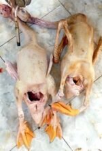 Deshi Duck with Dressing - Image 5