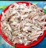 Dhela Fish(Ready-to-Cook)