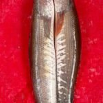 Deshi Shol Fish 2pcs 1kg(Ready-to-Cook)