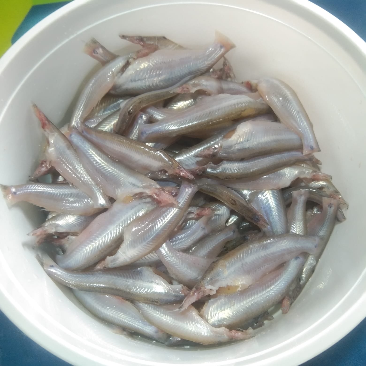 WhatsApp-Image-2026-07-29-at-1.00.41-PM.jpeg River Batasi Fish(Ready-to-Cook) - Image 1