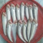 Pabda Fish Medium(Ready-to-Cook)