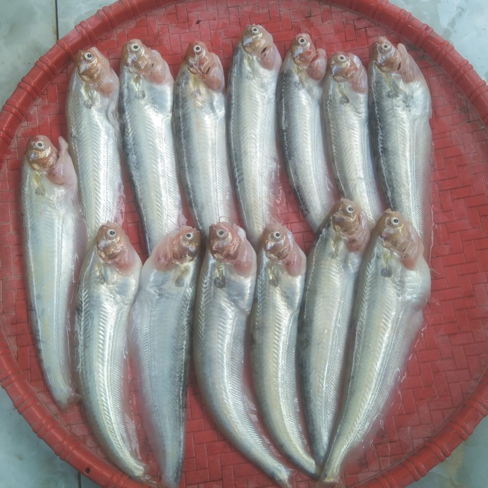 WhatsApp-Image-2026-08-09-at-6.41.26-PM-1.jpeg Pabda Fish Medium(Ready-to-Cook) - Image 1
