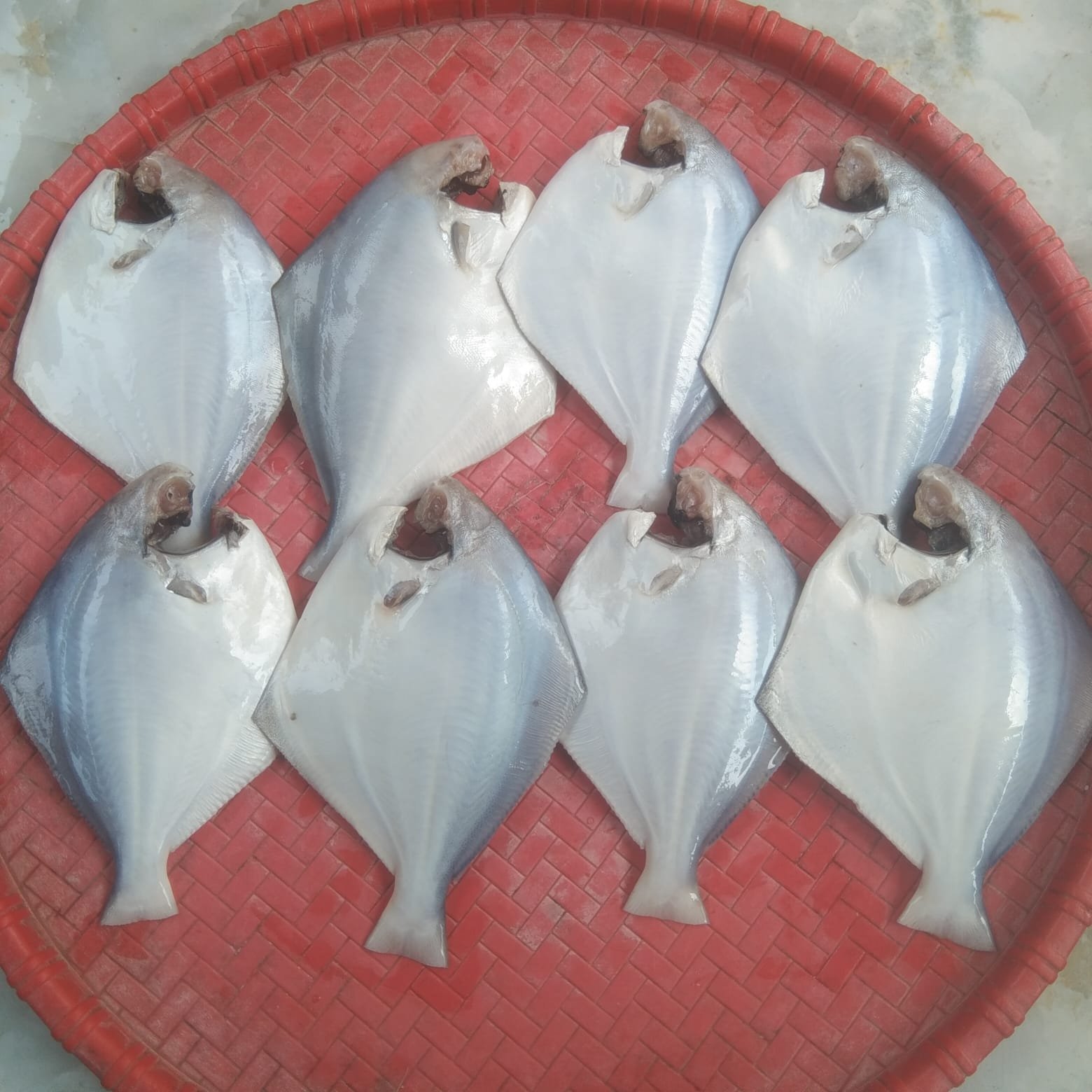 WhatsApp-Image-2026-08-09-at-6.41.27-PM.jpeg Pomfret 8-10 pcs(Ready-to-Cook) - Image 1
